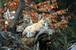 Lynx family Photo: Dengler